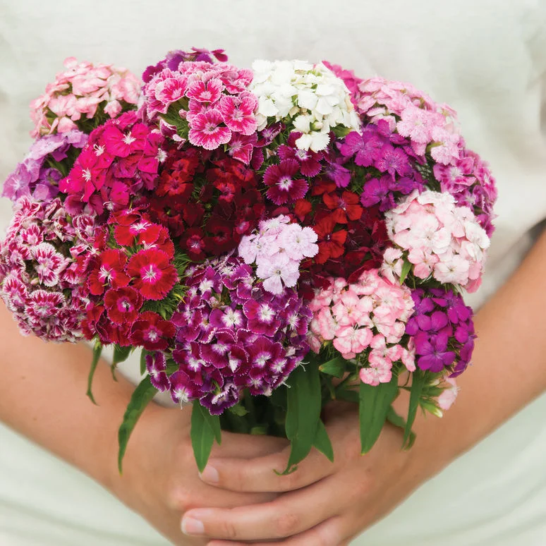fireside farm_diy flower bucket_dianthus volcano mix_chapel hill durham.jpg