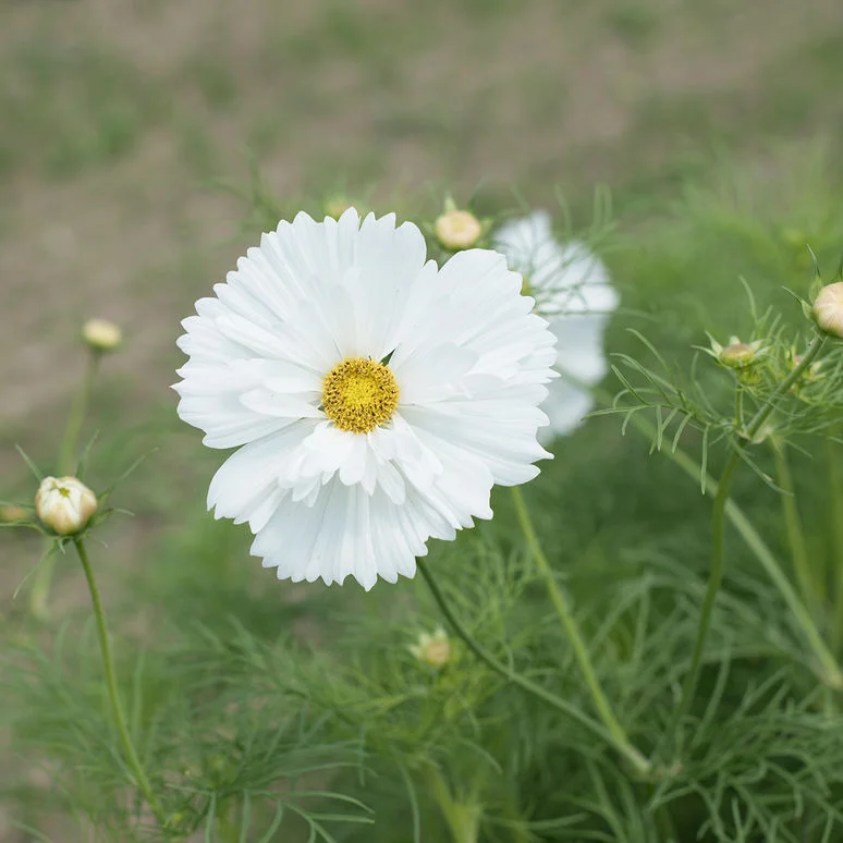 fireside farm_diy flower bucket_fizzy white cosmos.jpg