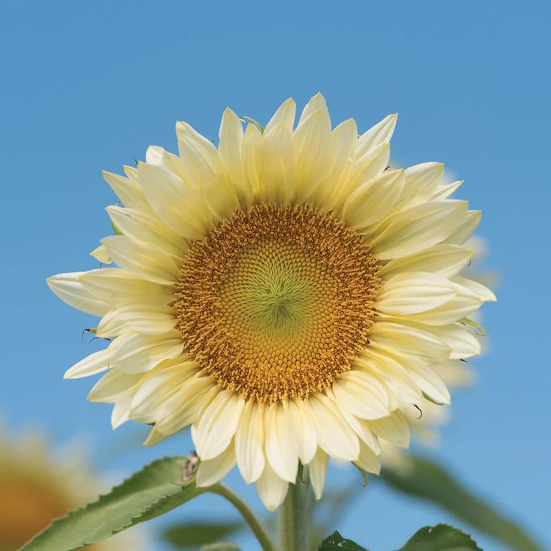 fireside farm_diy flower bucket_procut white lite_chapel hill durham.jpg