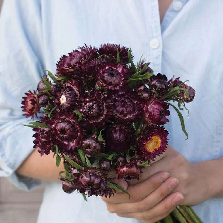 fireside farm_diy flower bucket_purple red strawflower_chapel hill durham.jpg