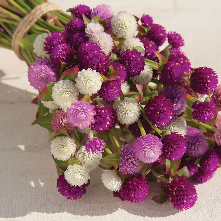 fireside farm_diy flower bucket_qis gomphrena.jpg