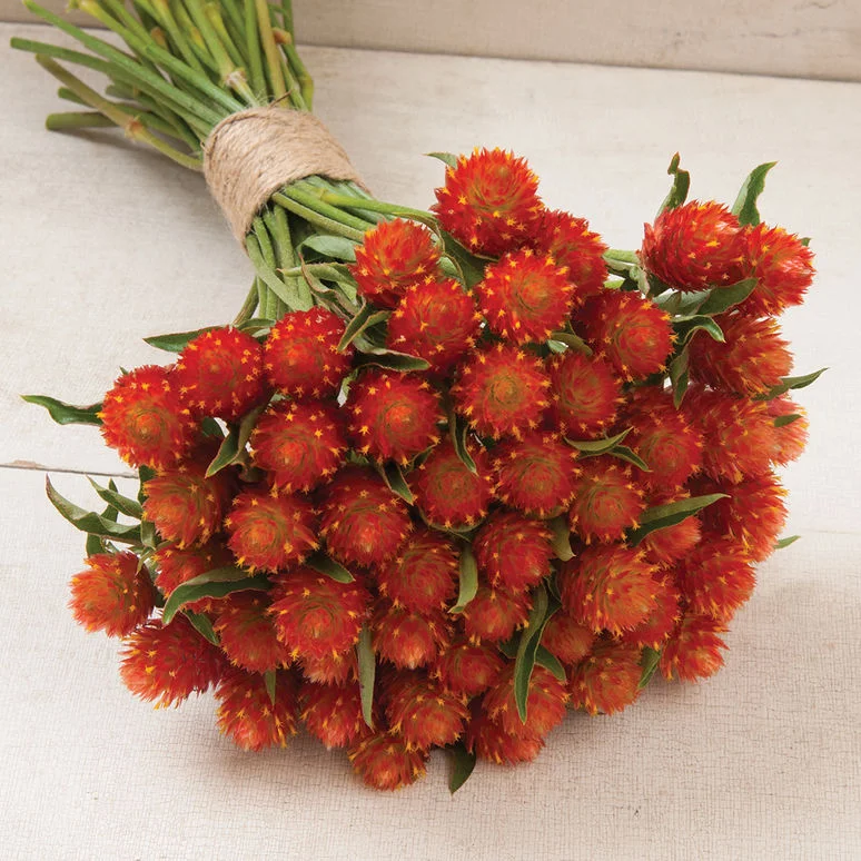 fireside farm_diy flower bucket_qis orange gomphrena.jpg
