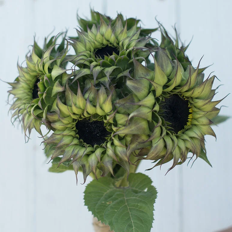 fireside farm_diy flower bucket_sun-fill purple sunflower_chapel hill durham.jpg