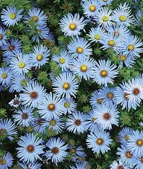 fireside farm blue knoll crysanthemum.jpeg