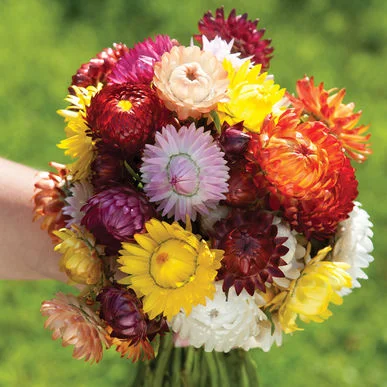 fireside farm diy flower bucket sultane strawflower.jpg