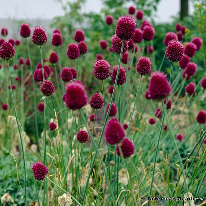 fireside farm_allium_drumsticks_diy flower bucket_chapel hill durham.jpg