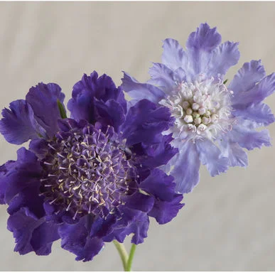 fireside farm_scabiosa_diy flower bucket.jpg