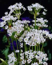 fireside farm white allium moly chapel hill durham.jpeg