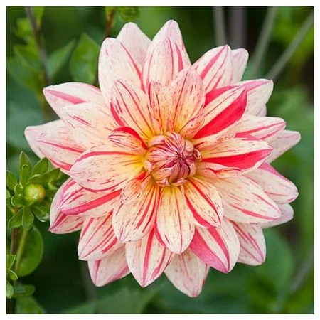 fireside farm awe shucks dahlia diy flower bucket chapel hill durham.jpg