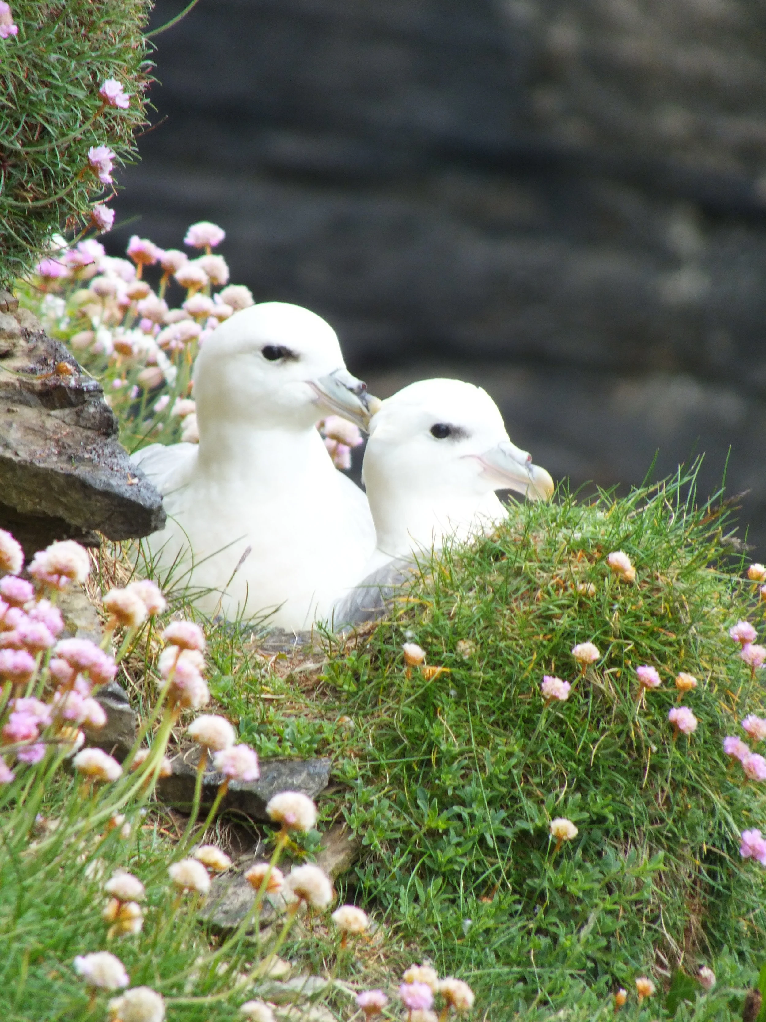 Birdwatching in the Shetland and Orkney Islands