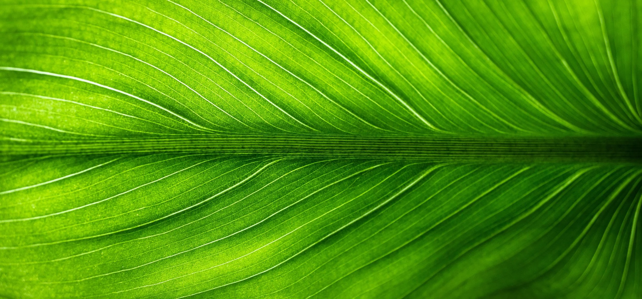 leaf-2210973.jpg