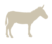 7 donkey-01.png