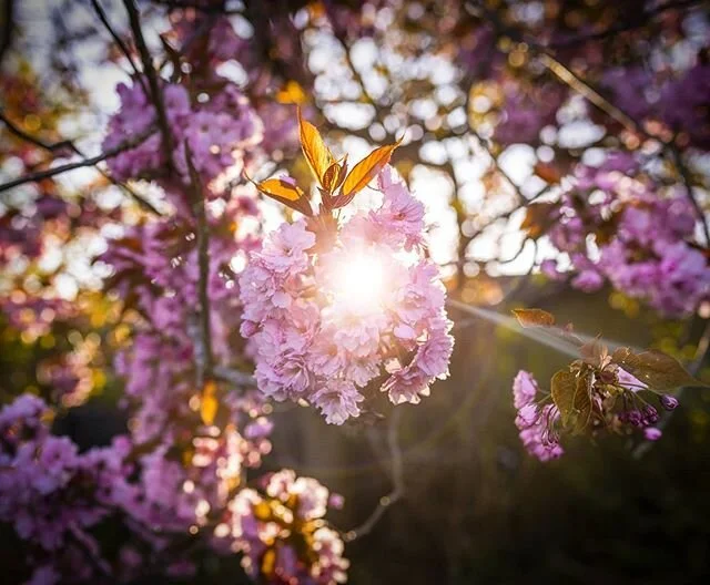 I haven't taken any photos in what feels like weeks. Today I took the camera out on my dog walk with a mission to find something Instagram worthy. +
+
+
+
#lockdown #thisisbham #bhamgram #igersbirmingham #brumlife #birminghamgram #city #brum #brumtop