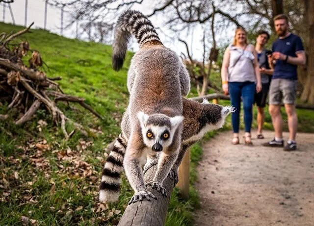 Do you remember when we used to do things? This seems much longer than a year ago... I think social distancing is distorting my perception of time. -
-
-
-
#rememberingbeingsocial #safari #daytrips #westmidlandssafaripark #sitwpotd #bbcmidlands #potd