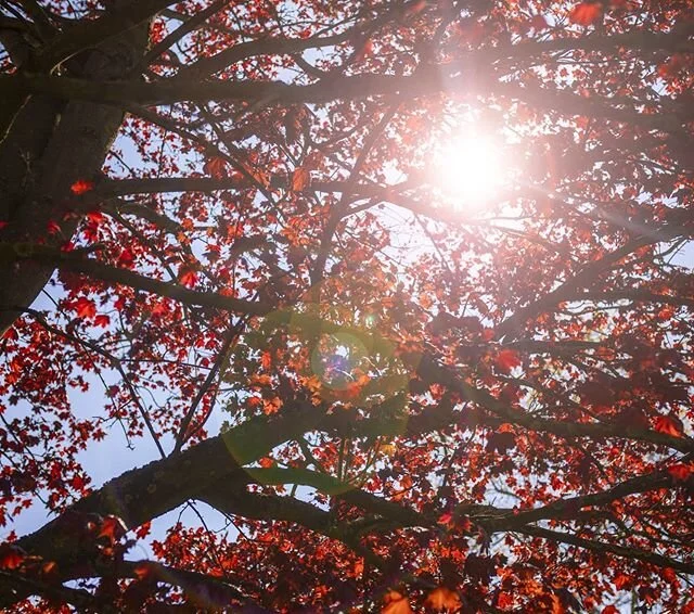 Tree
+
+
+
#lockdown #thisisbham #bhamgram #igersbirmingham #brumlife #birminghamgram #city #brum #brumtopia #bbcmidlands  #park #bigonbrum #visitbirmingham #flowers #blossom #lensflare #park #sunset #pink #nightphotography #lovethiscity #photography