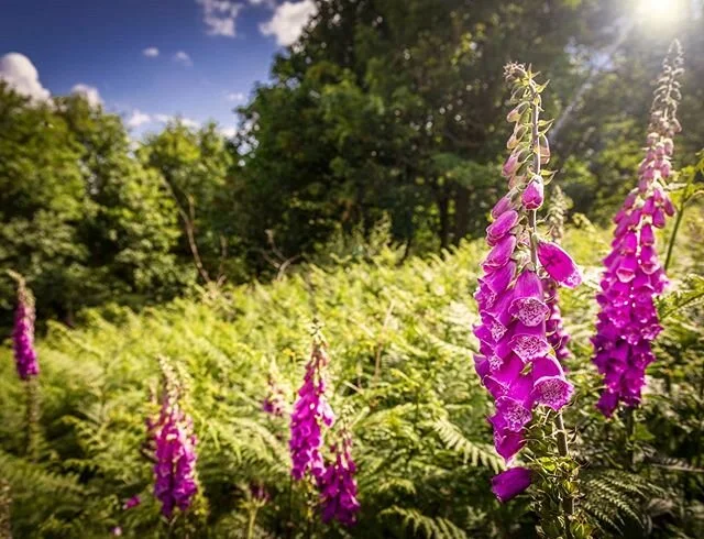 Fox gloves 🦊🧤
+
+
+
+
#lockdown #thisisbham #bhamgram #igersbirmingham #brumlife #birminghamgram #brum #brumtopia #bbcmidlands  #park #bigonbrum #visitbirmingham #flowers #foxgloved #lensflare #park #sunset #pink #nightphotography #purple #purplefl