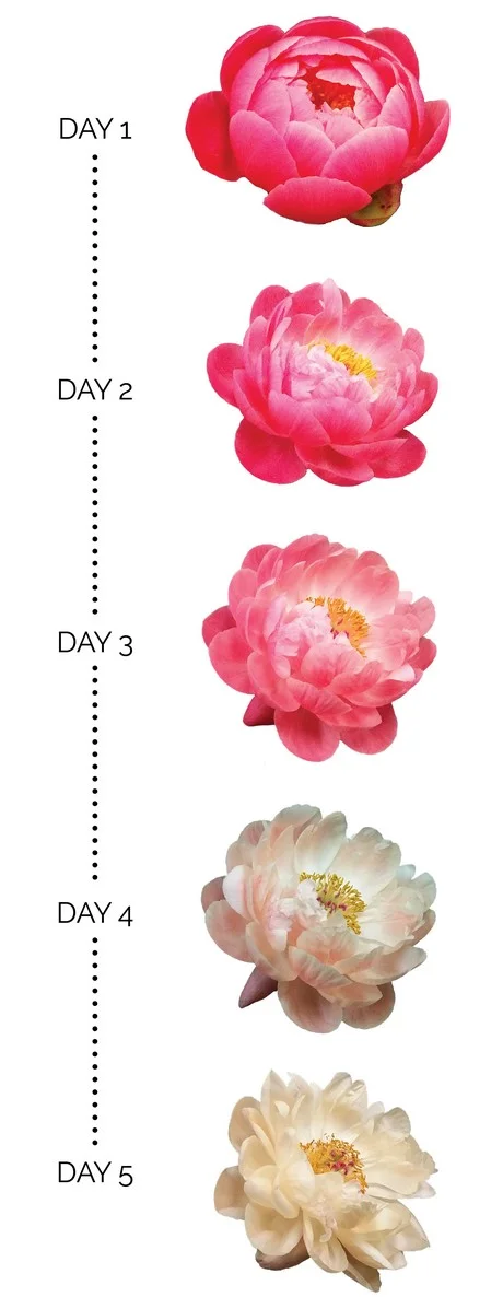 Coral charm peony colour change.jpg