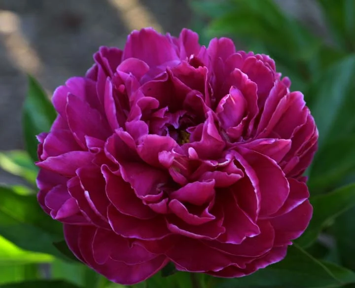 Paragon Floral Design — Are peonies expensive wedding flowers?