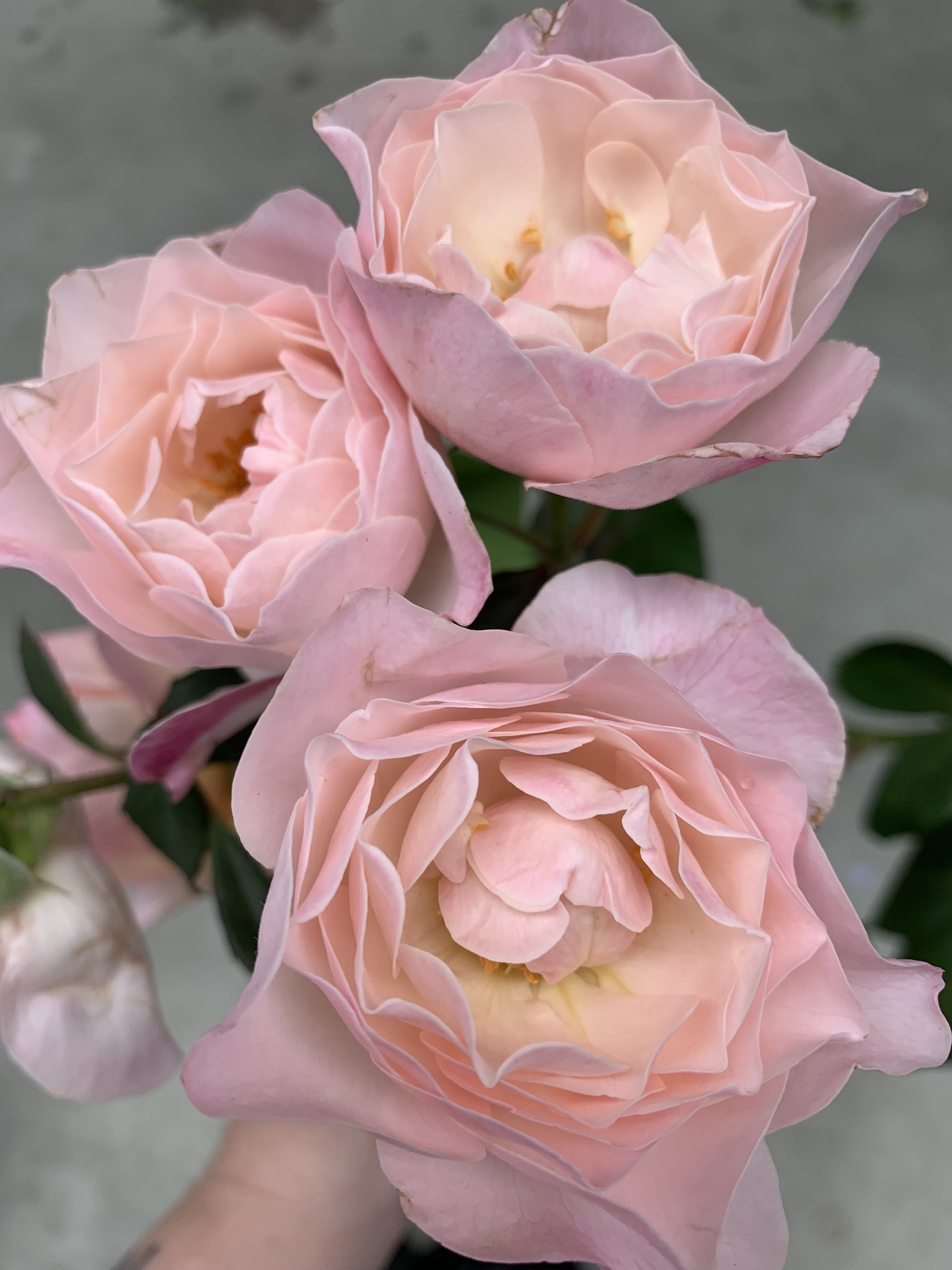 The Scented Garden Rose