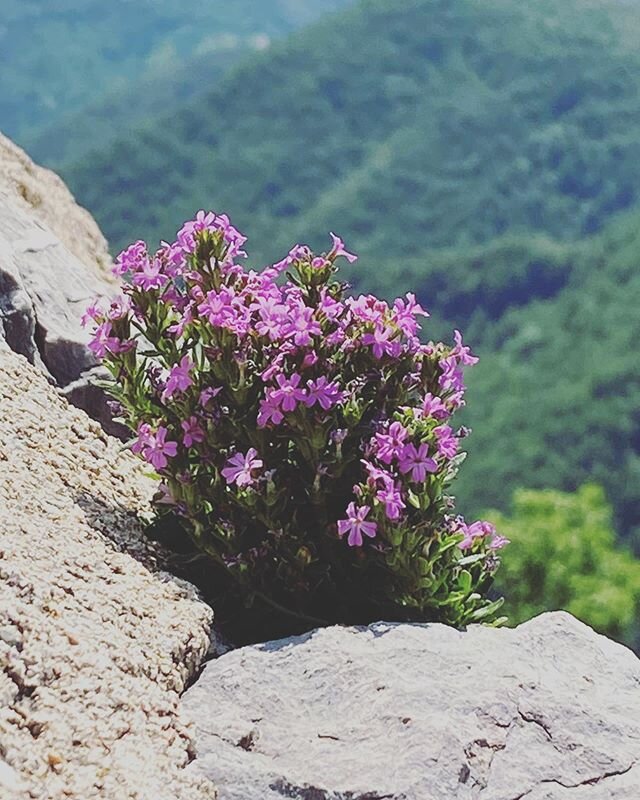 Ahora que podemos hemos salido a disfrutar del aire libre, las flores y la naturaleza que tanto nos inspira! Feliz d&iacute;a a todos !

#color #naturaleza #inspiraci&oacute;n #recoderjoyeros