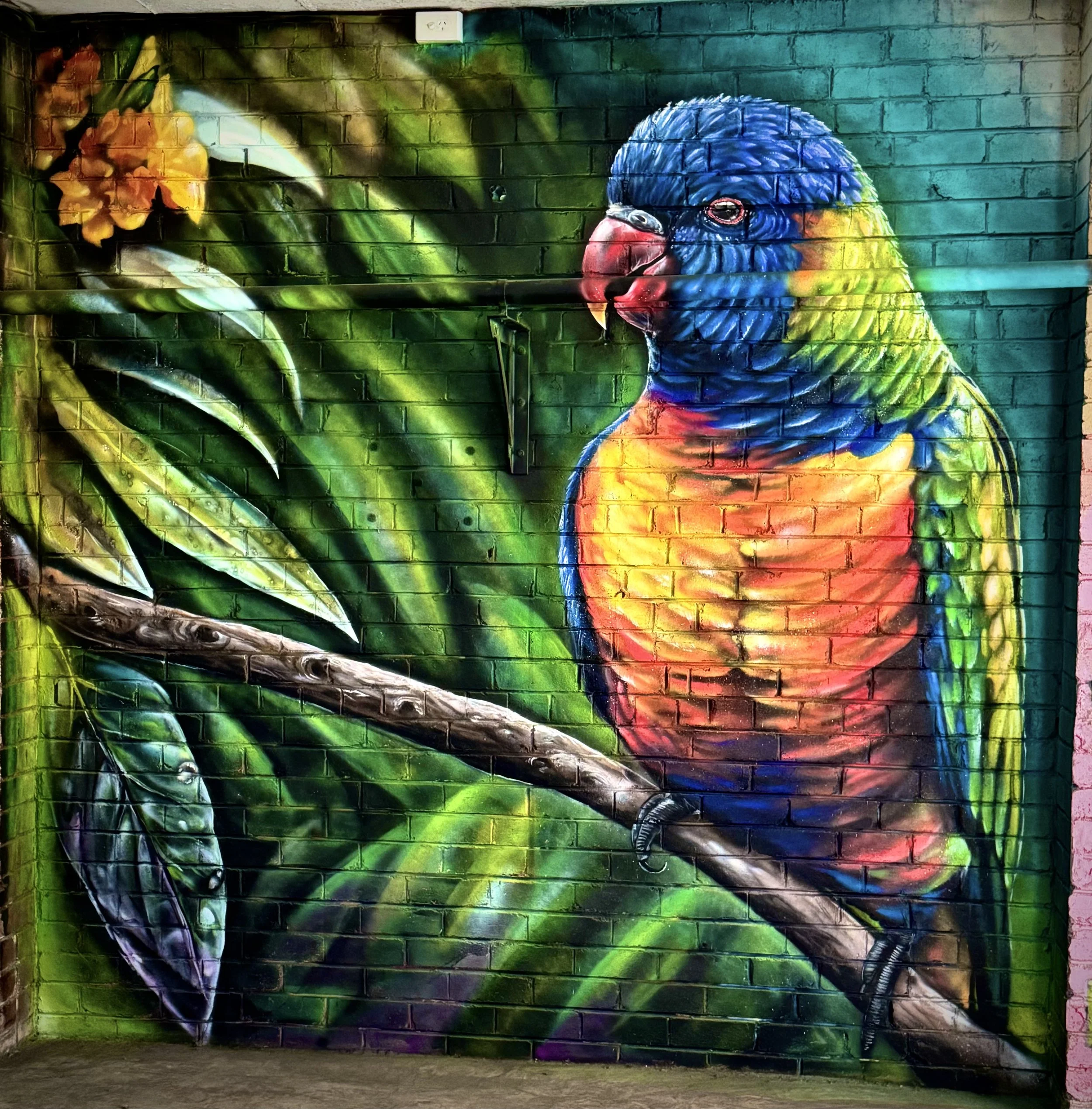 Rainbow Lorikeet Mural Painted in Brookvale Carpark