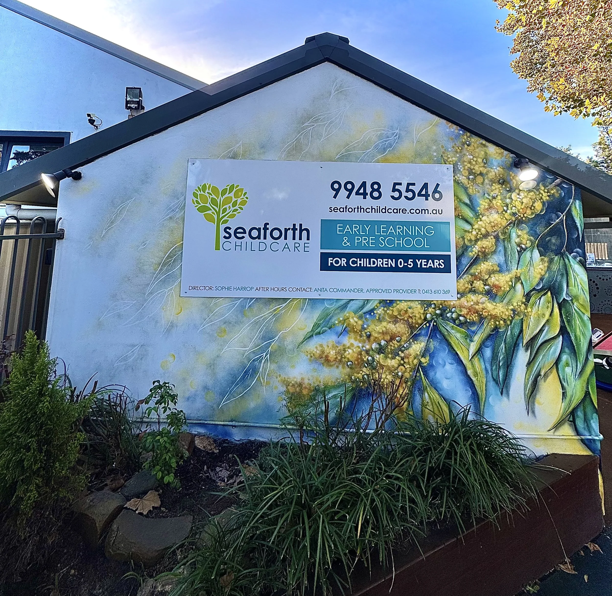 Native Wattle tree and flowers for entrance wall to Seaforth Childcare in Seaforth on the Northern beaches. 