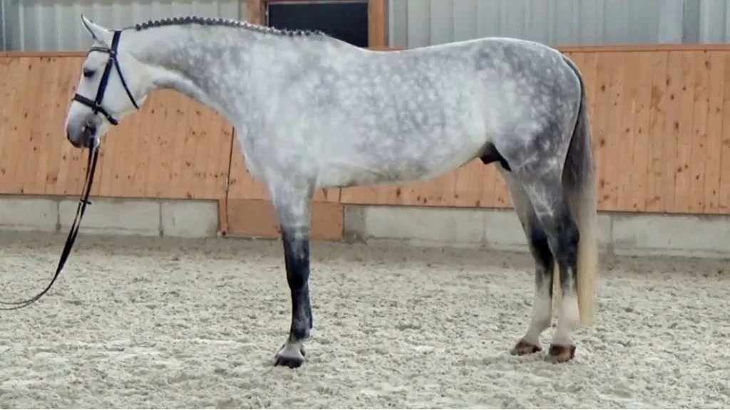 Idalgo Standing.jpeg