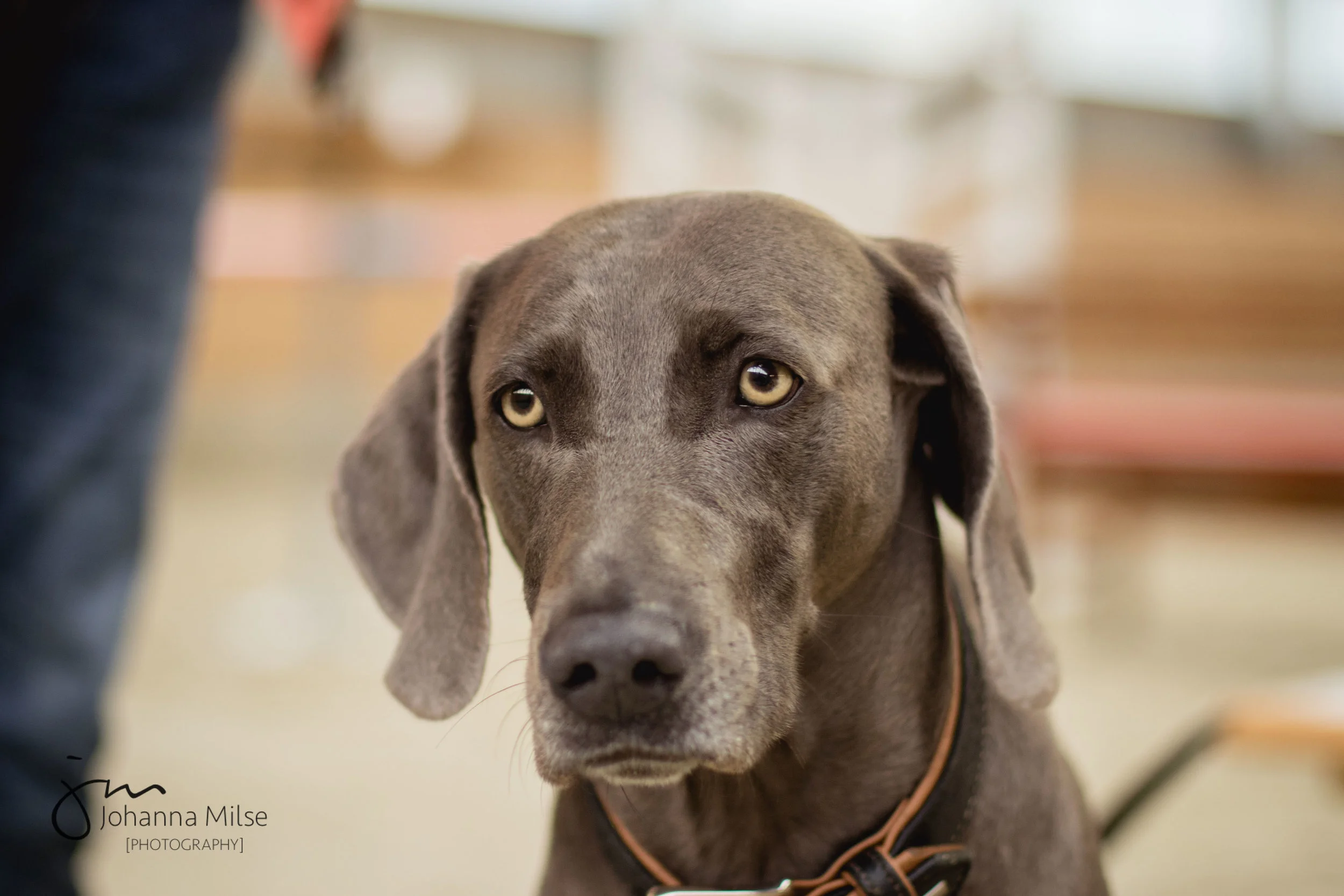 molly_portrait.jpg