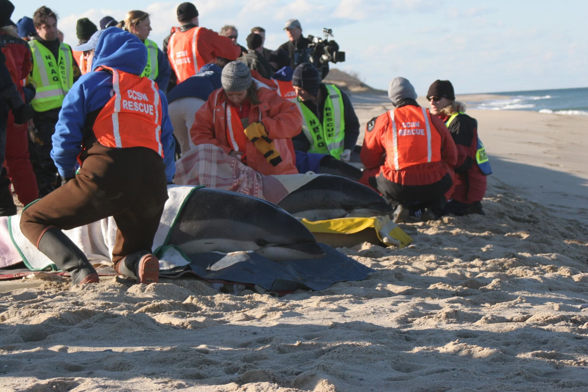 stranding_ifaw copy.jpg