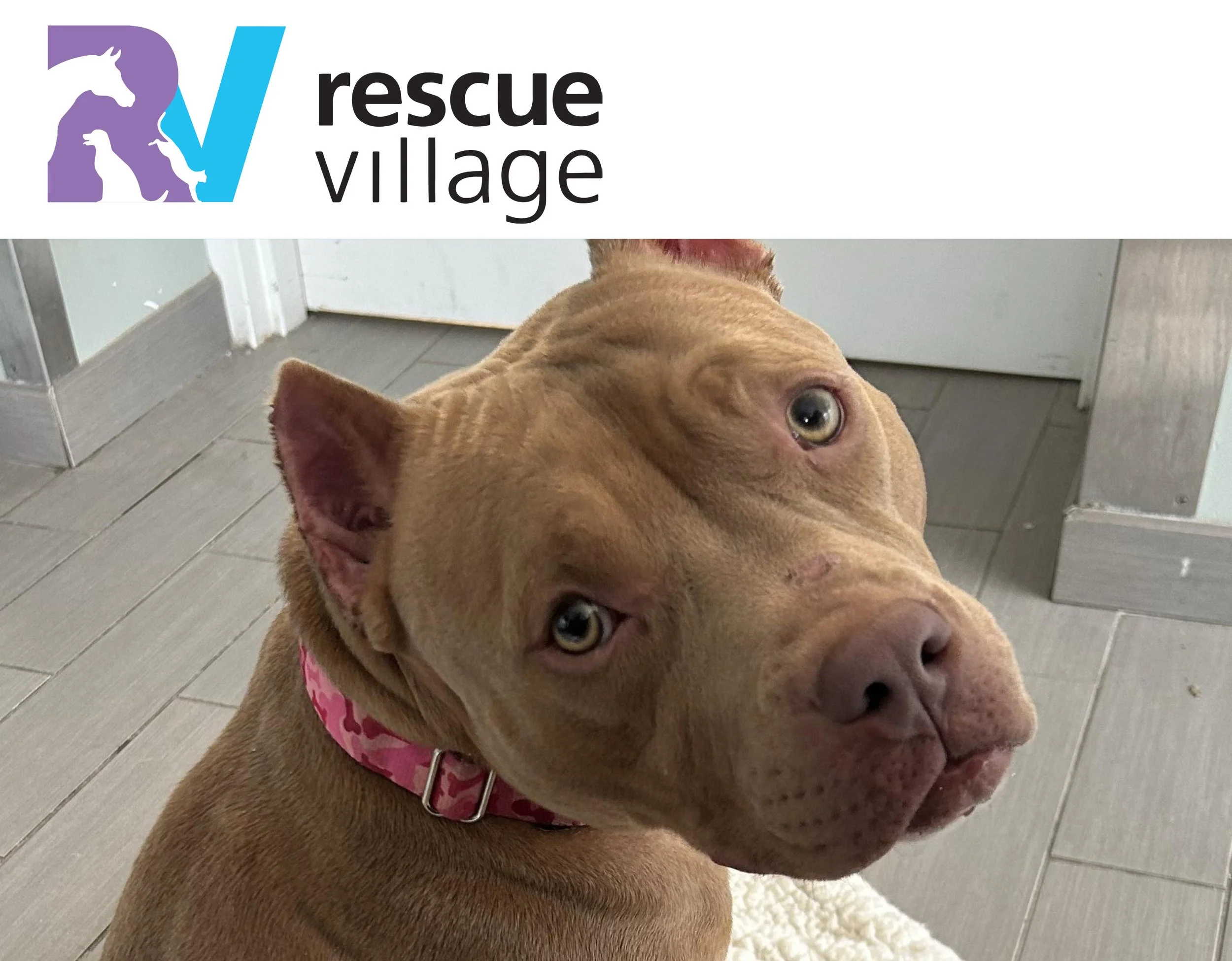 Giving Tuesday Matching Gift