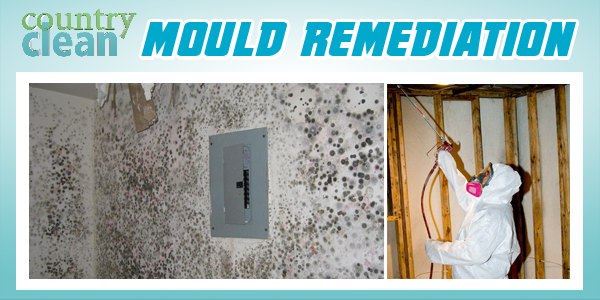 New Services MOULD REMEDIATION.png