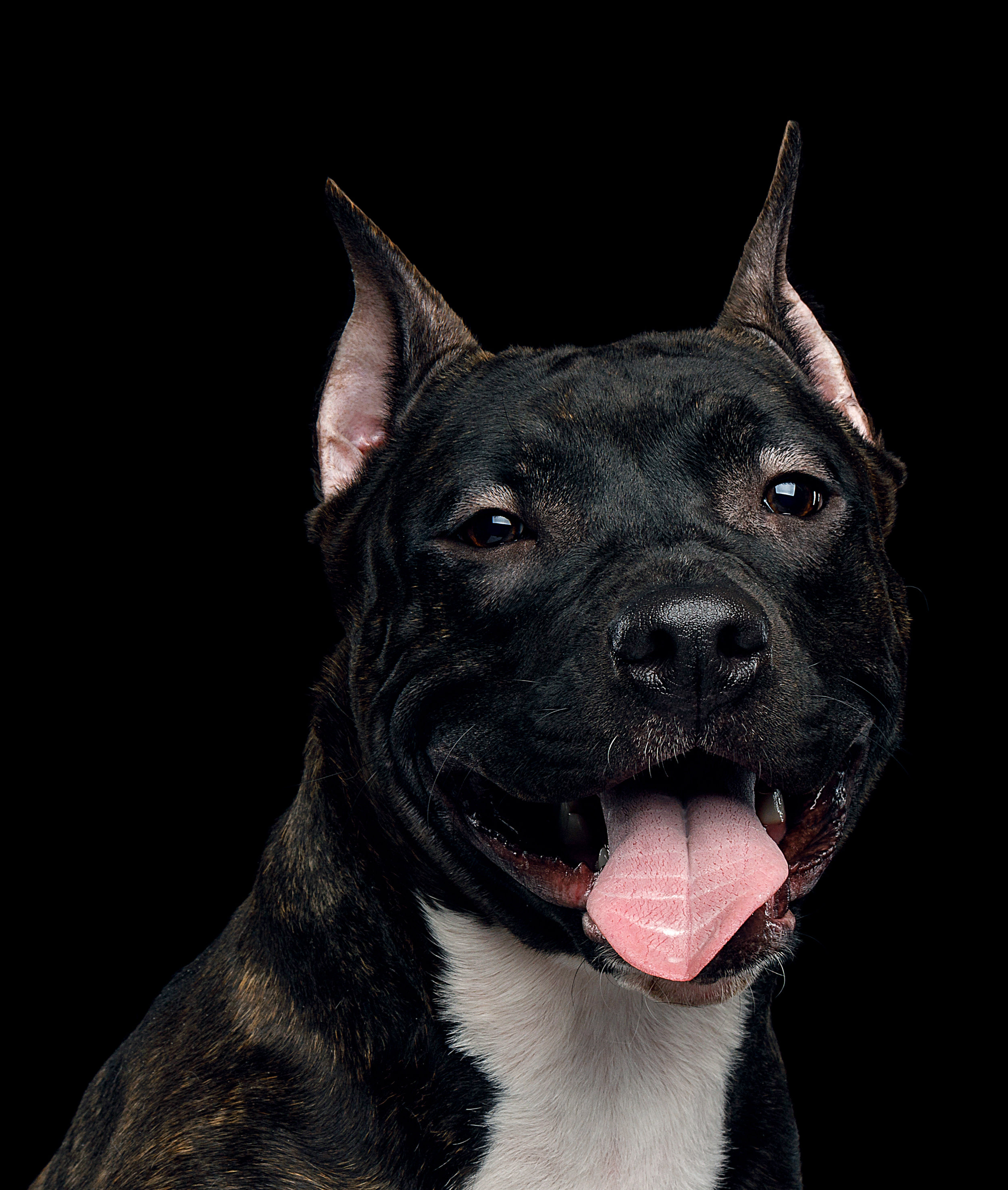 American Staffordshire Terrier_close up.jpg