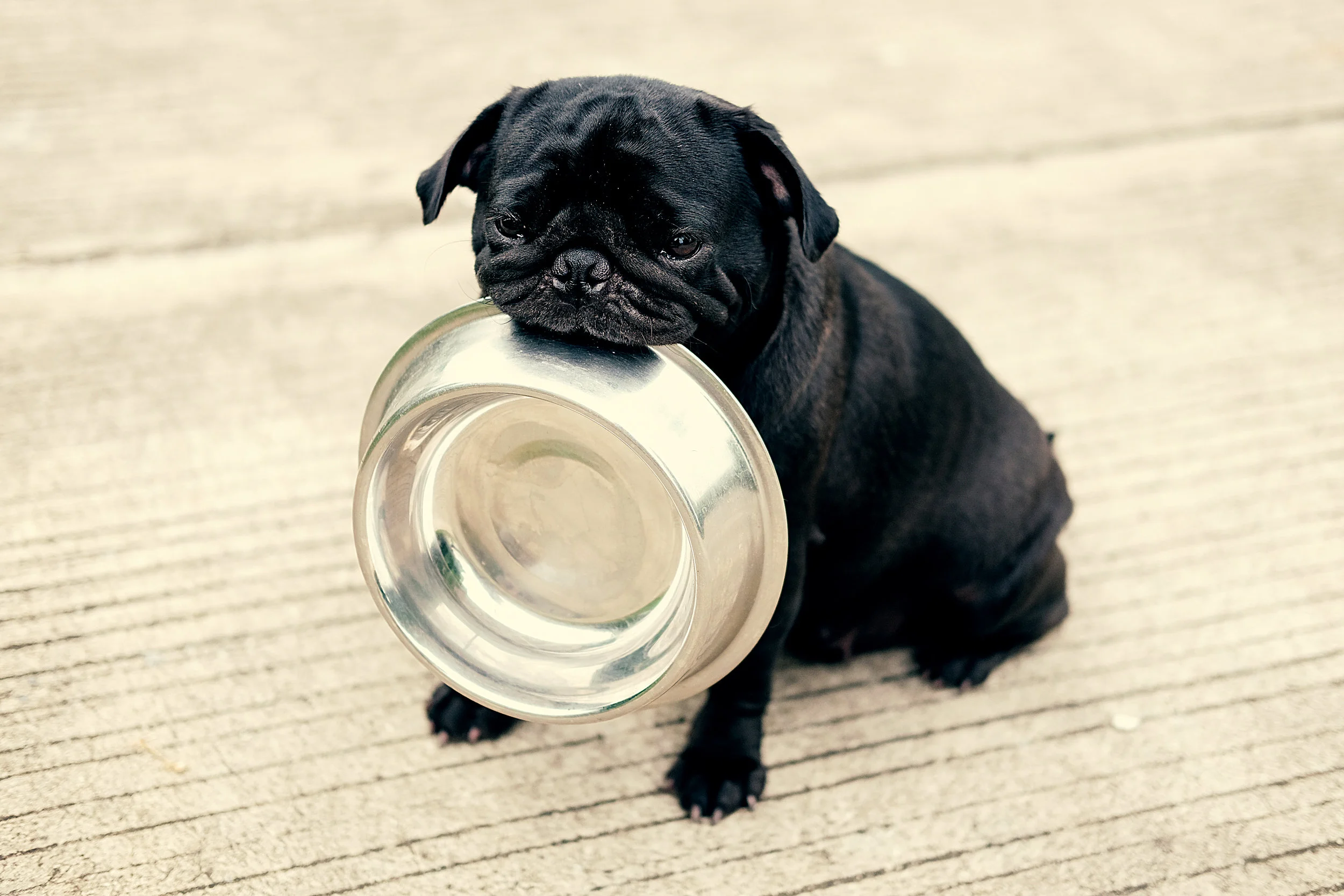 Raw Food Diets – the Right Choice?