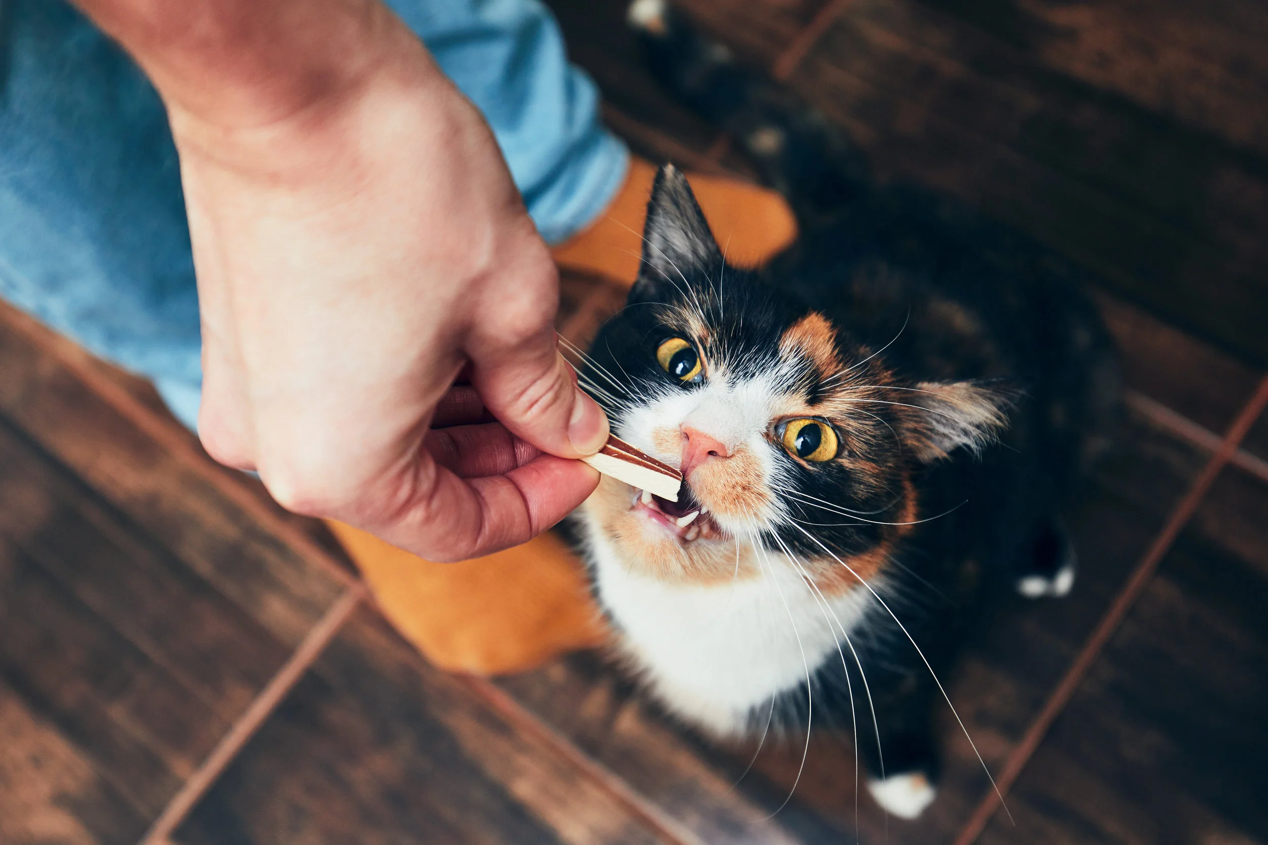 Feeding Table Scraps?  Safety & Health Issues to Consider