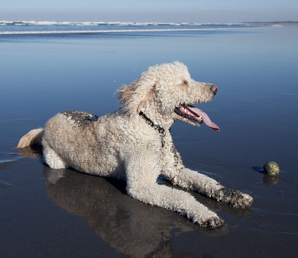 Five Healthiest Dog Breeds