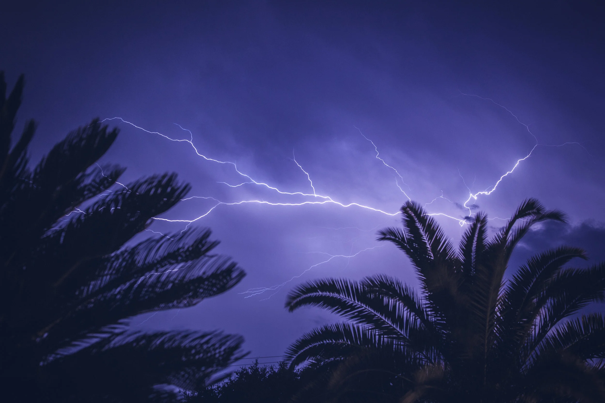 Natural Ingredients to Calm Your Dog During a Thunder Storm