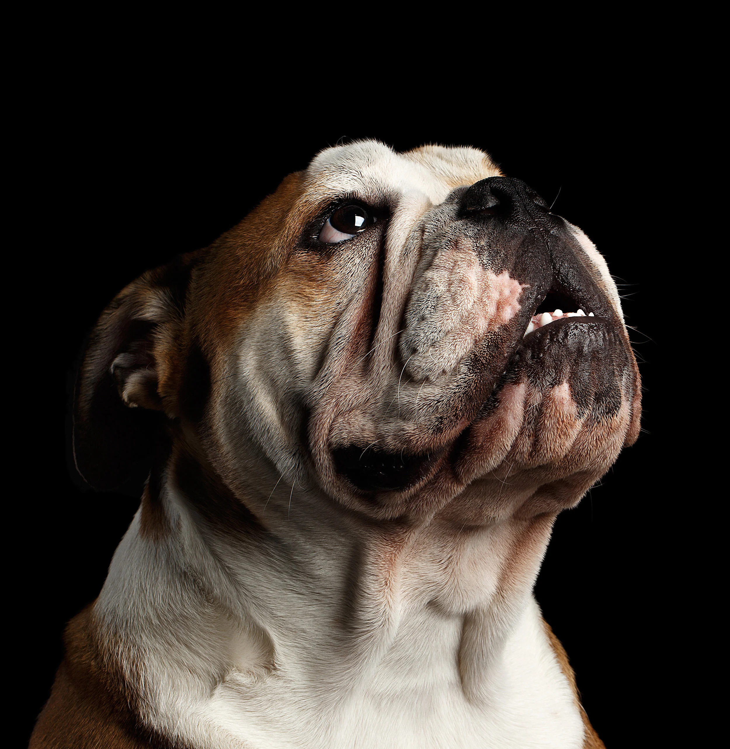 English bulldog.jpg