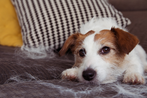 Five Ways To Greatly Reduce Shedding
