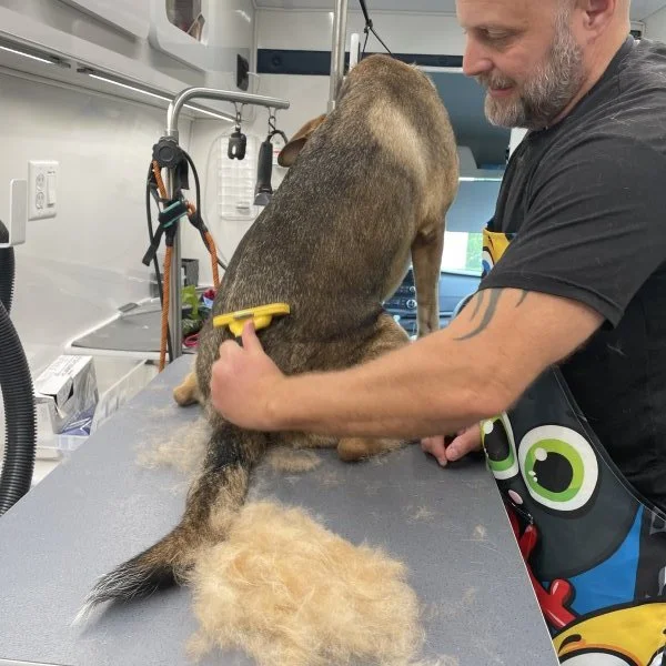 Double Coat Breeds and Shaving