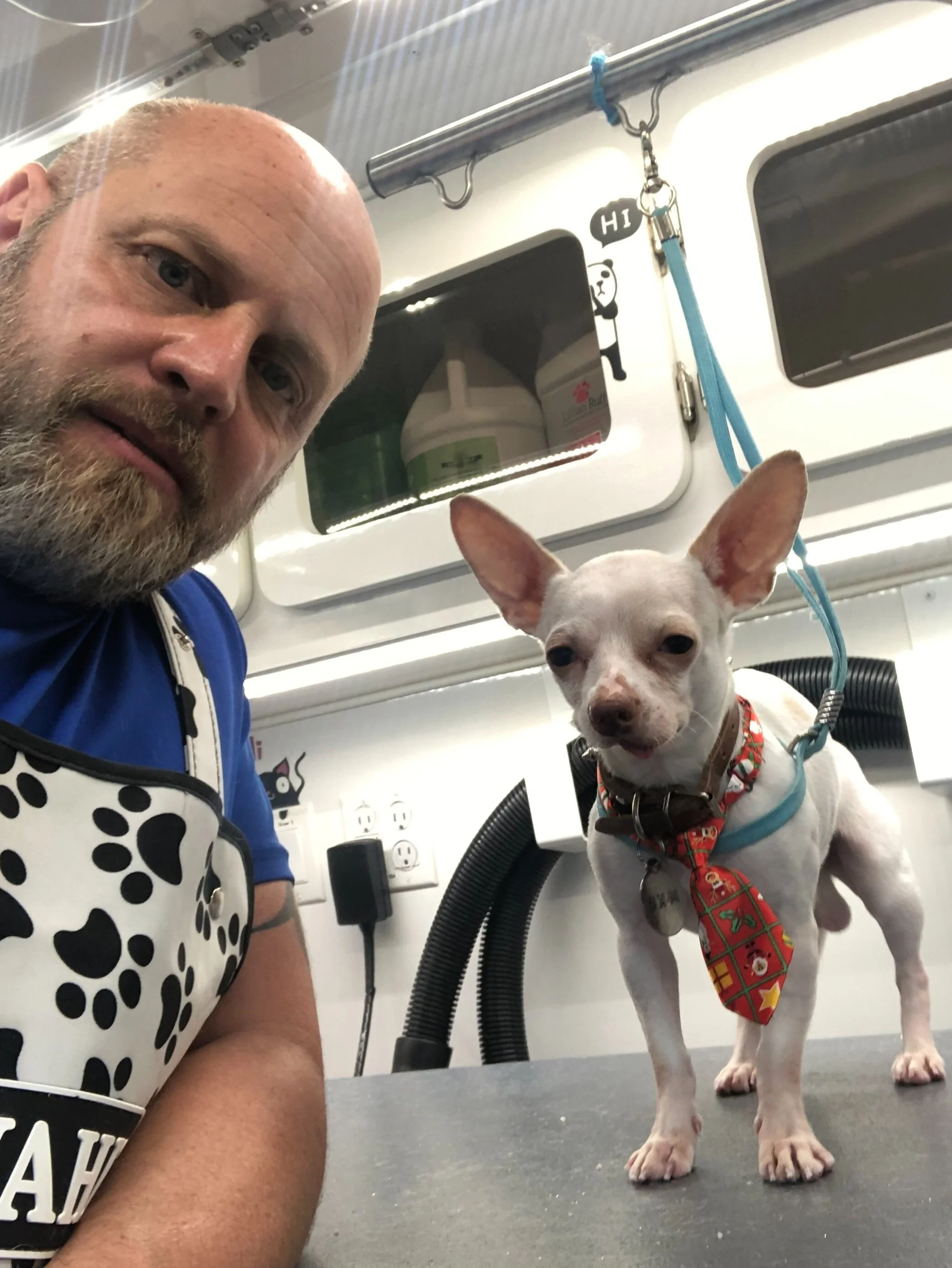 10 Fun Facts About Chihuahuas