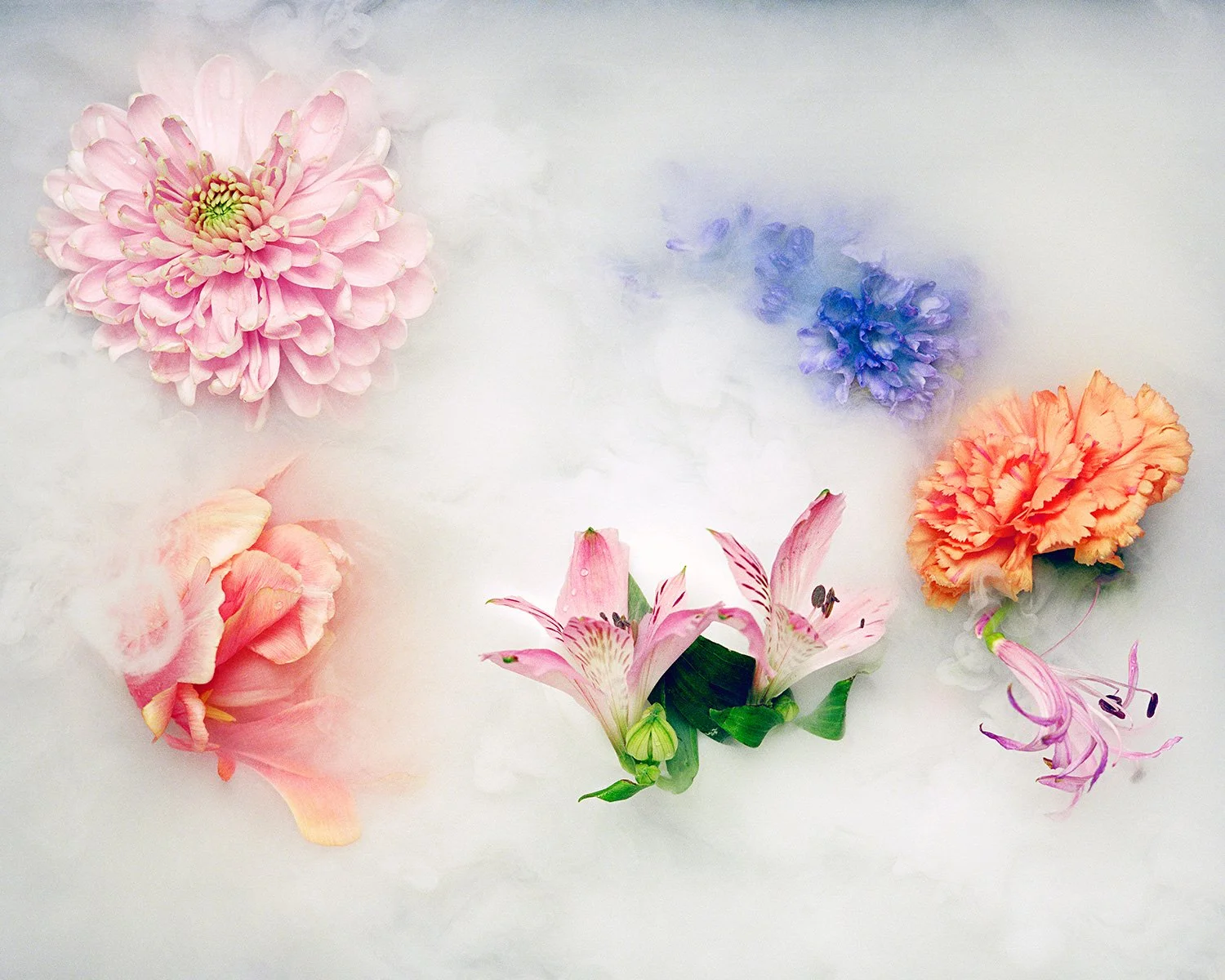 jvpt_stilllife_2_14.jpg