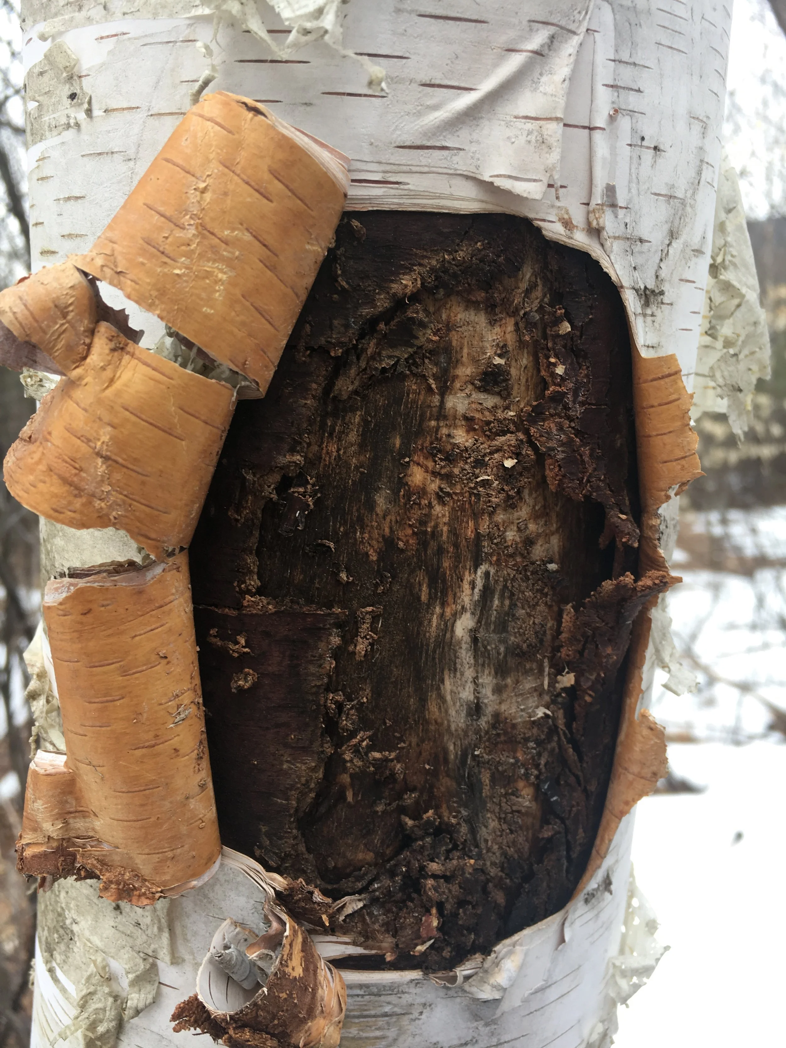 It is important not to harvest birch bark from a living tree. These can be windows into the tree's remembered past. We wonder how many skunks and raccoons, black bears and deer, foxes and moose have passed by this nook to admire the peel on this tree.