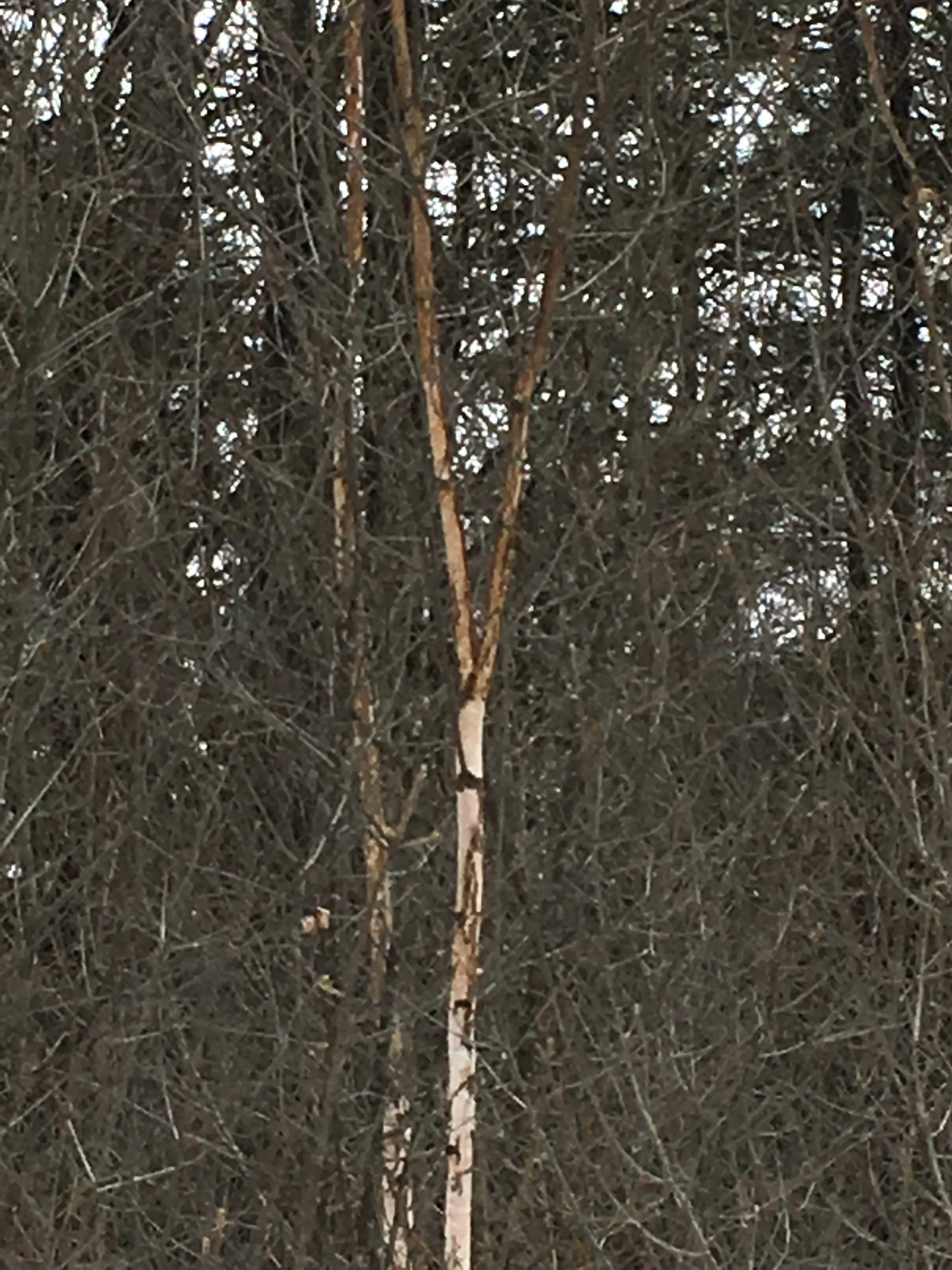 Contrast is not just a principle in art making. Contrast is essential to human vision. We really can't see what doesn't stand out well to our eyes. The birch tree is a highlight that calls attention to its own bark and makes us suddenly aware of the intricate splendor of the typically more muted natural surfaces all around us.