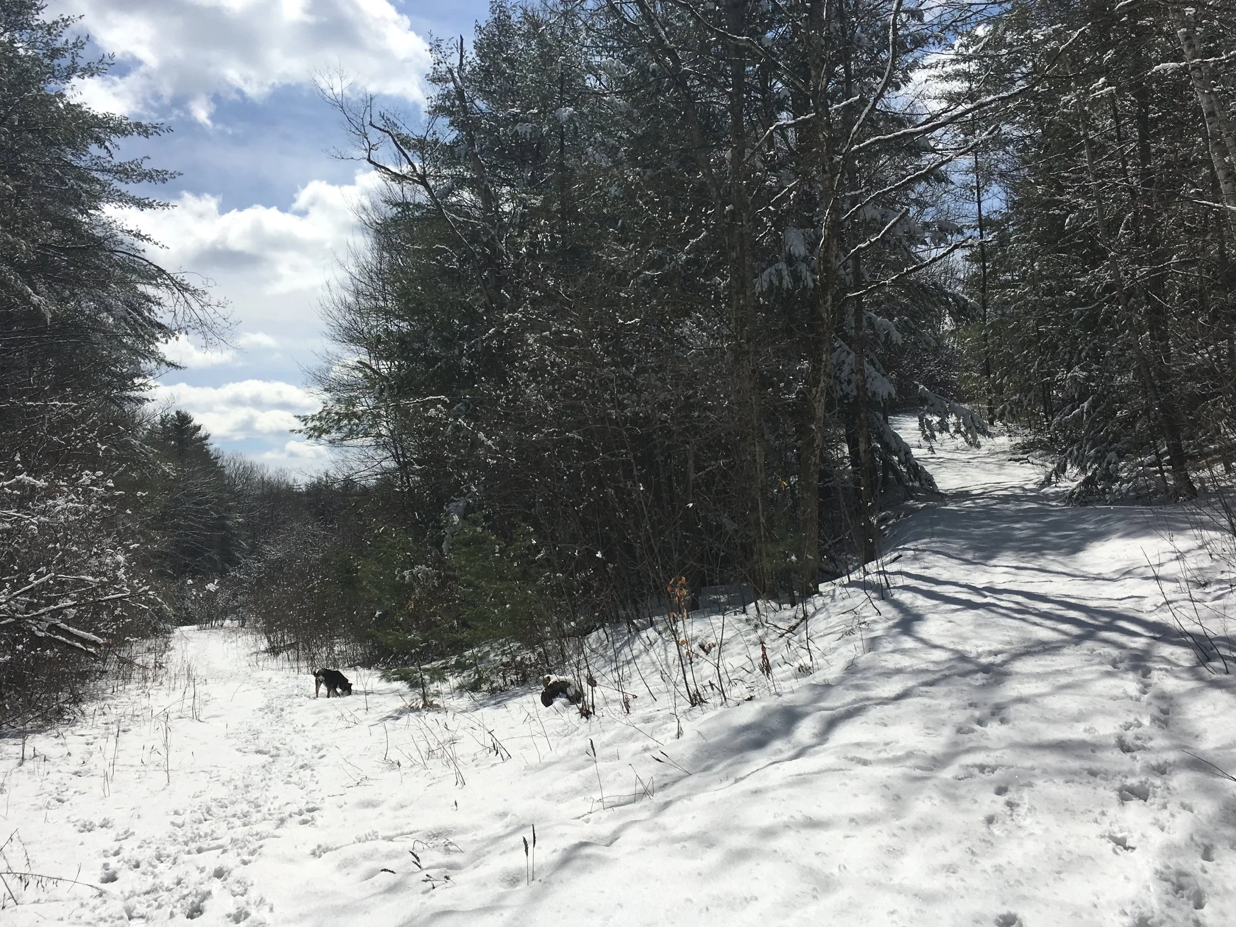There were two paths: one went up, the other left, but it was this one that drew her nose.