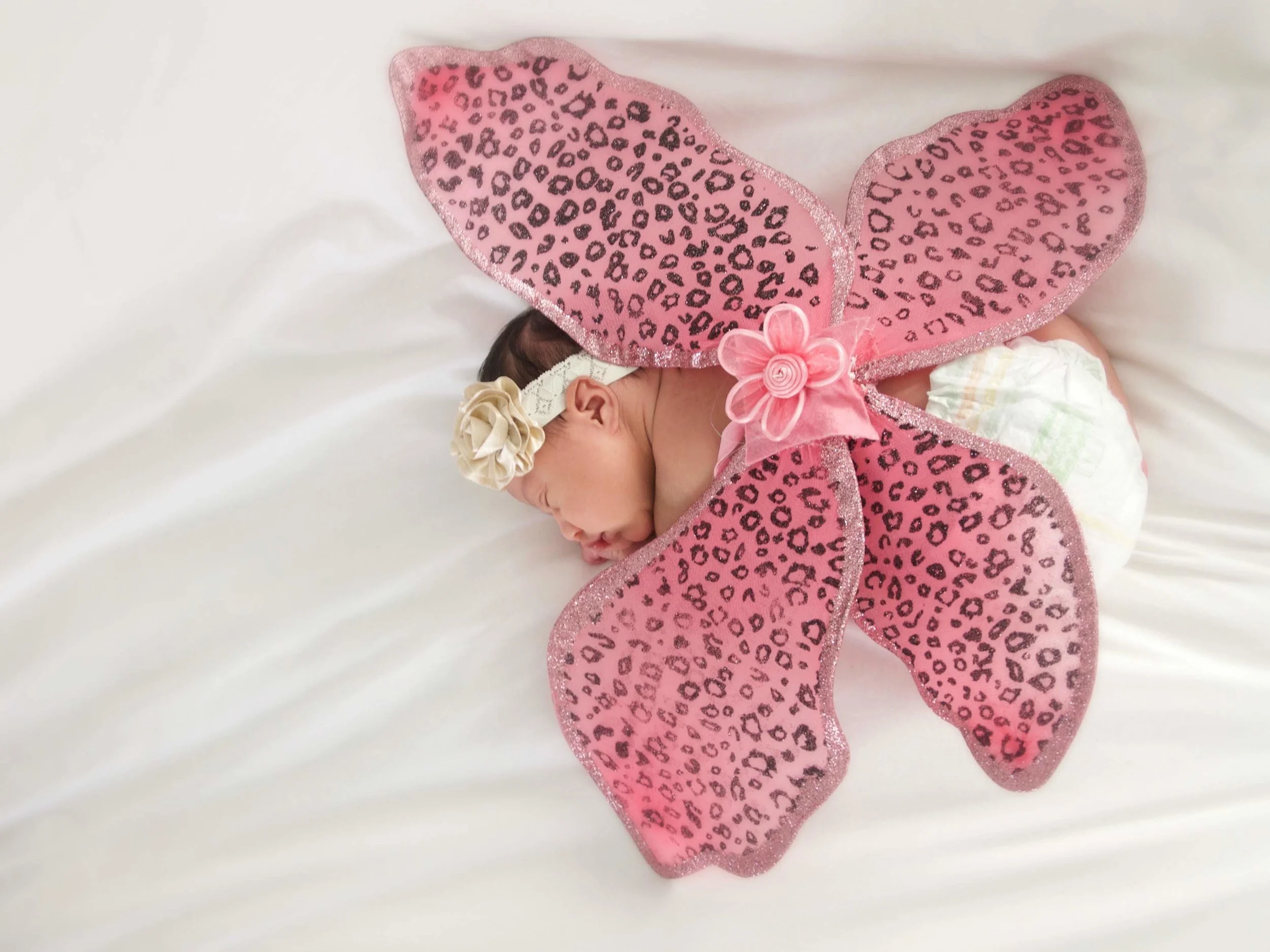 butterfly wings.jpg