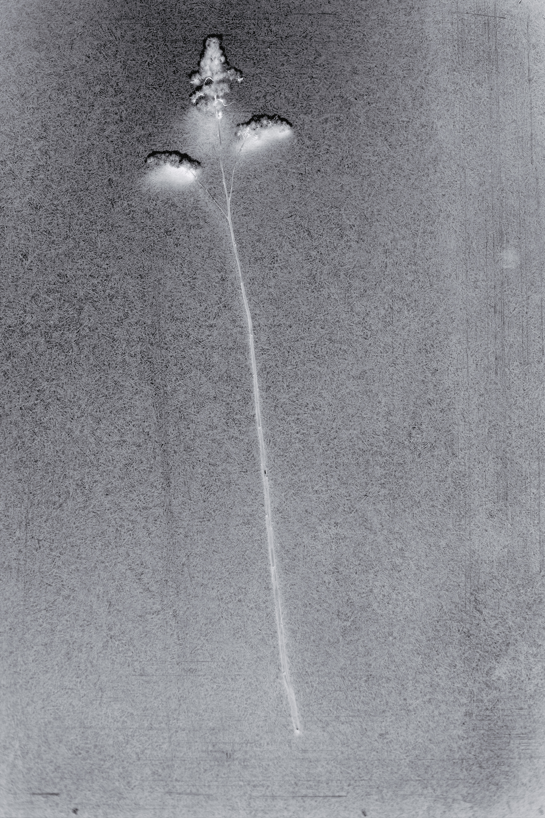_MG_4640_2 neg_klein.jpg