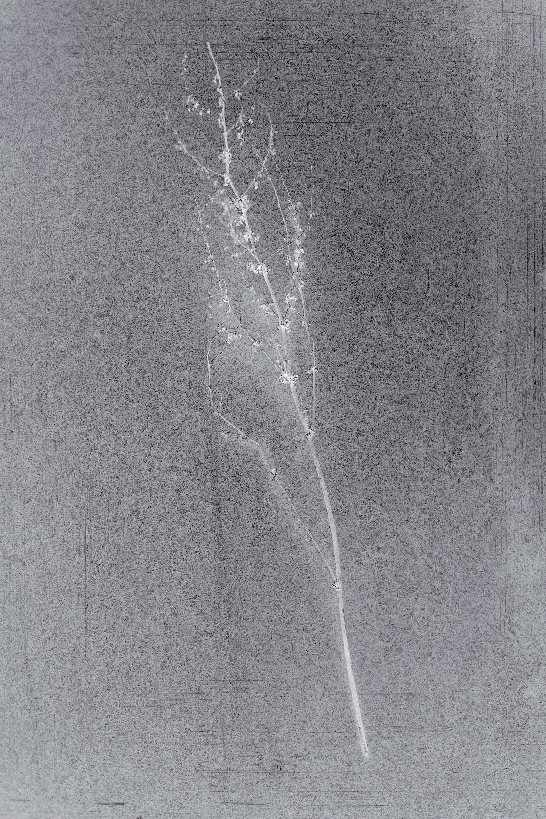 _MG_4652_2 neg_klein.jpg