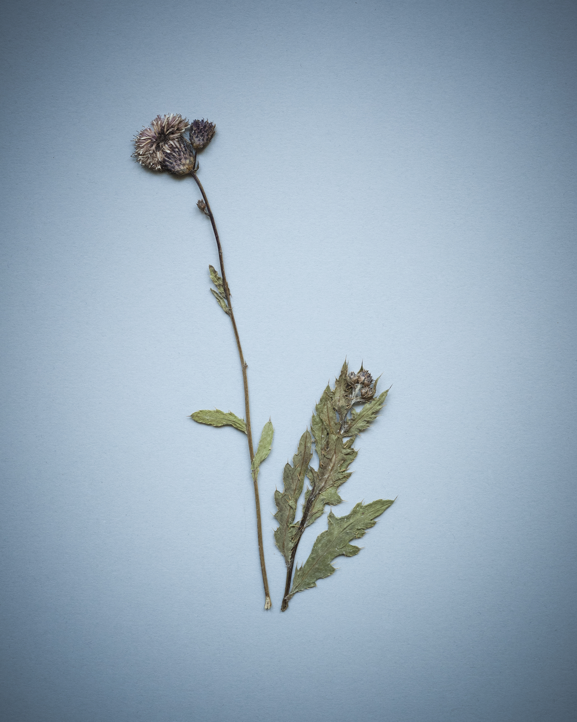 2796 distel blau_vig Kopie.jpg