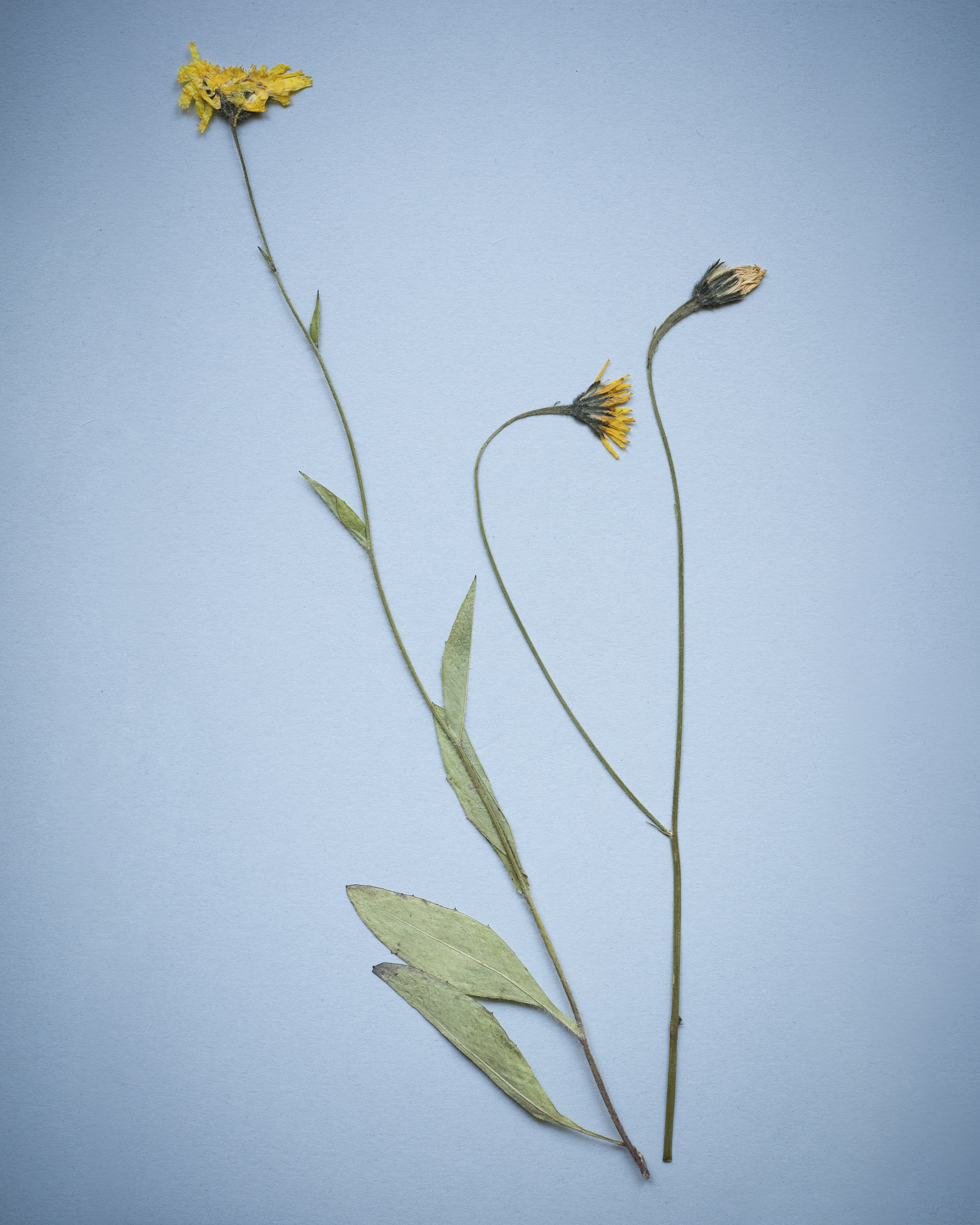 2824 gelbe blume blau_vig Kopie.jpg