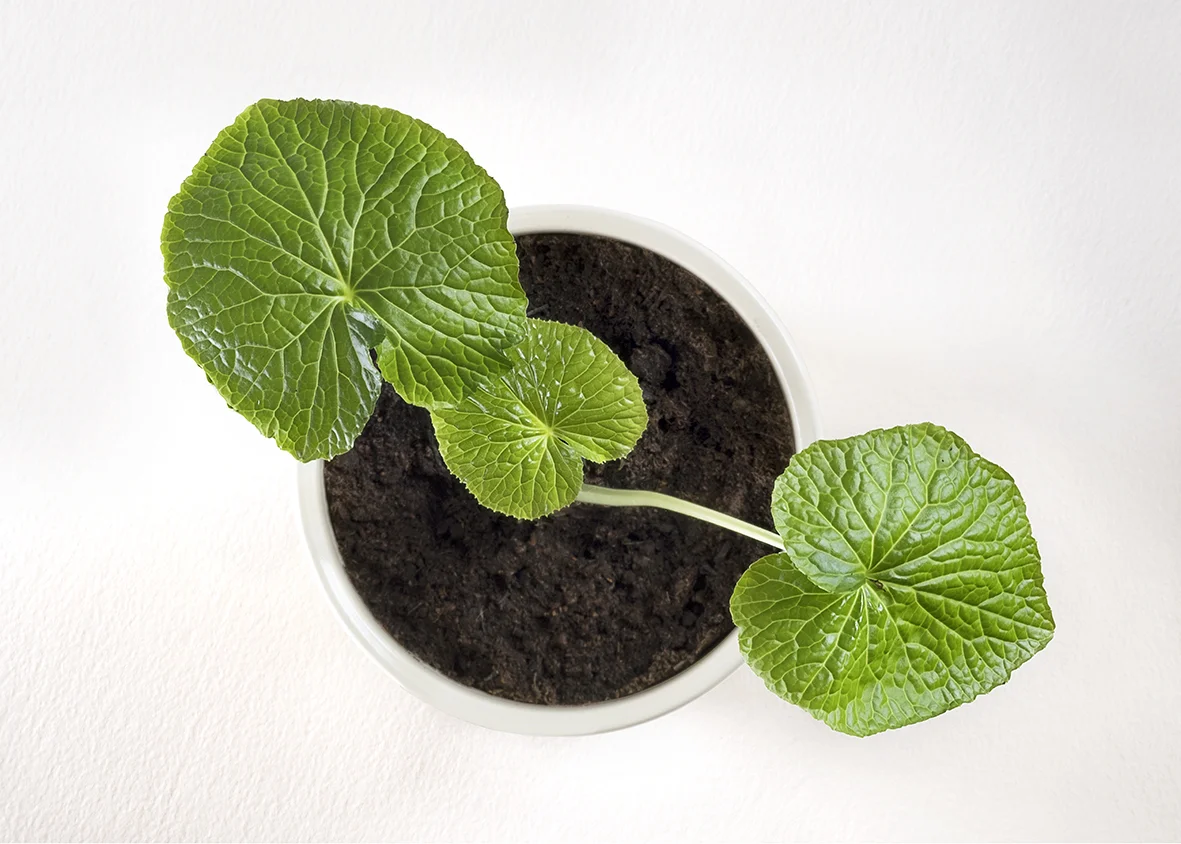 Wasabi plant.jpg